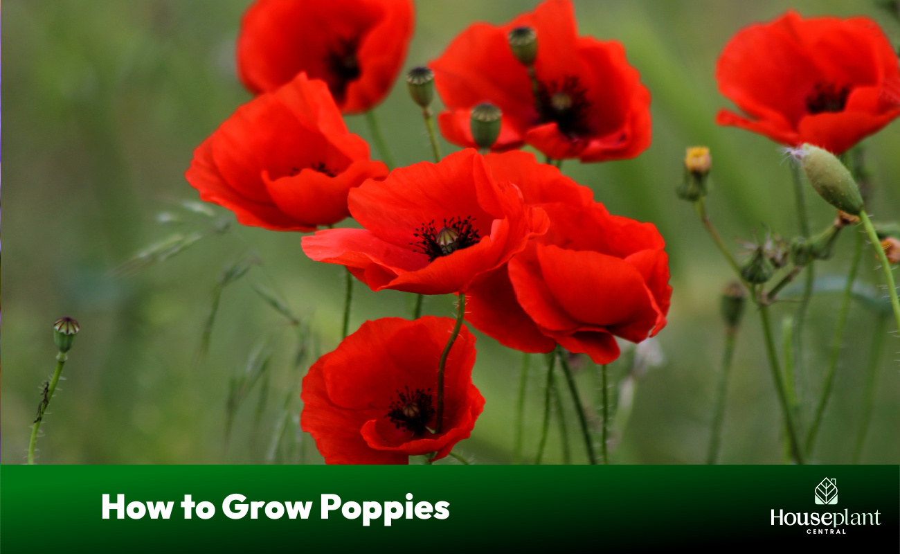 A Guide to Growing Poppies