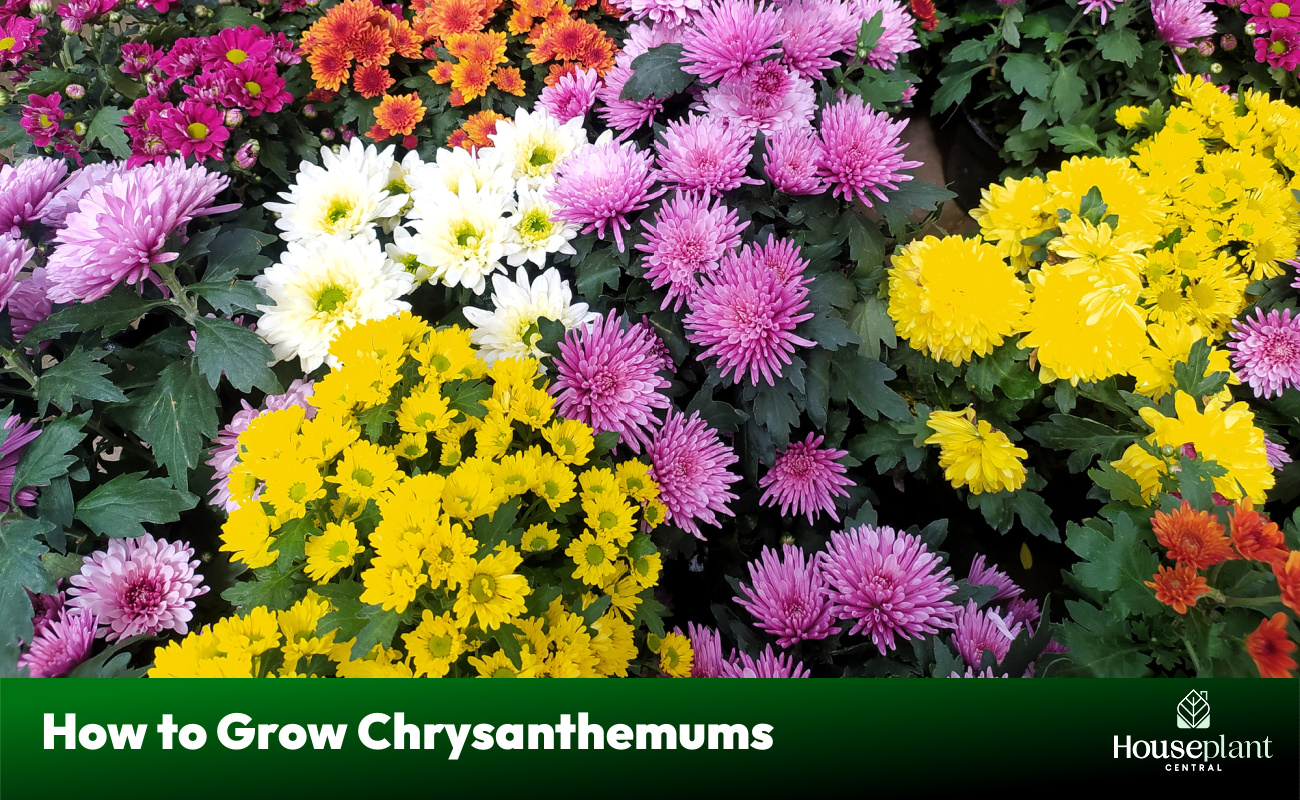 How to Grow Chrysanthemums