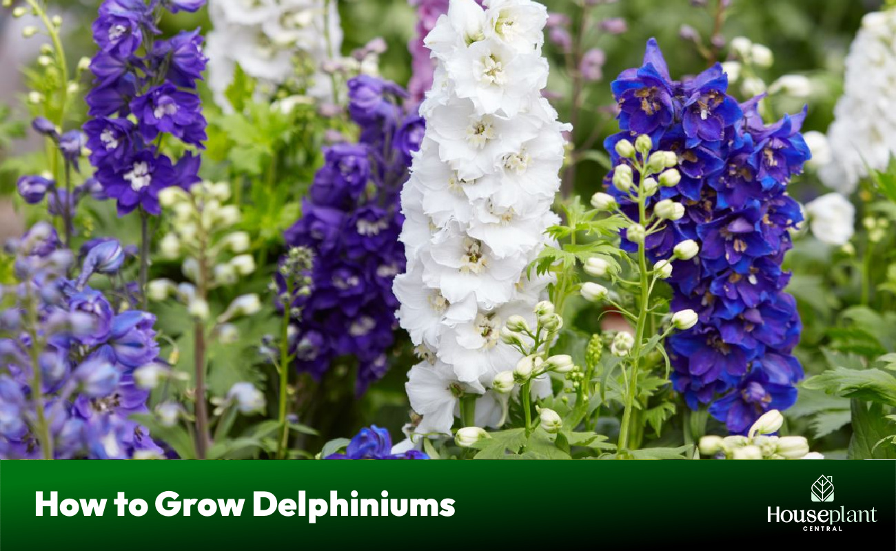 How to Grow Delphiniums
