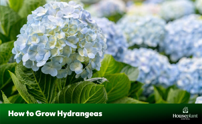 How To Grow Hydrangeas