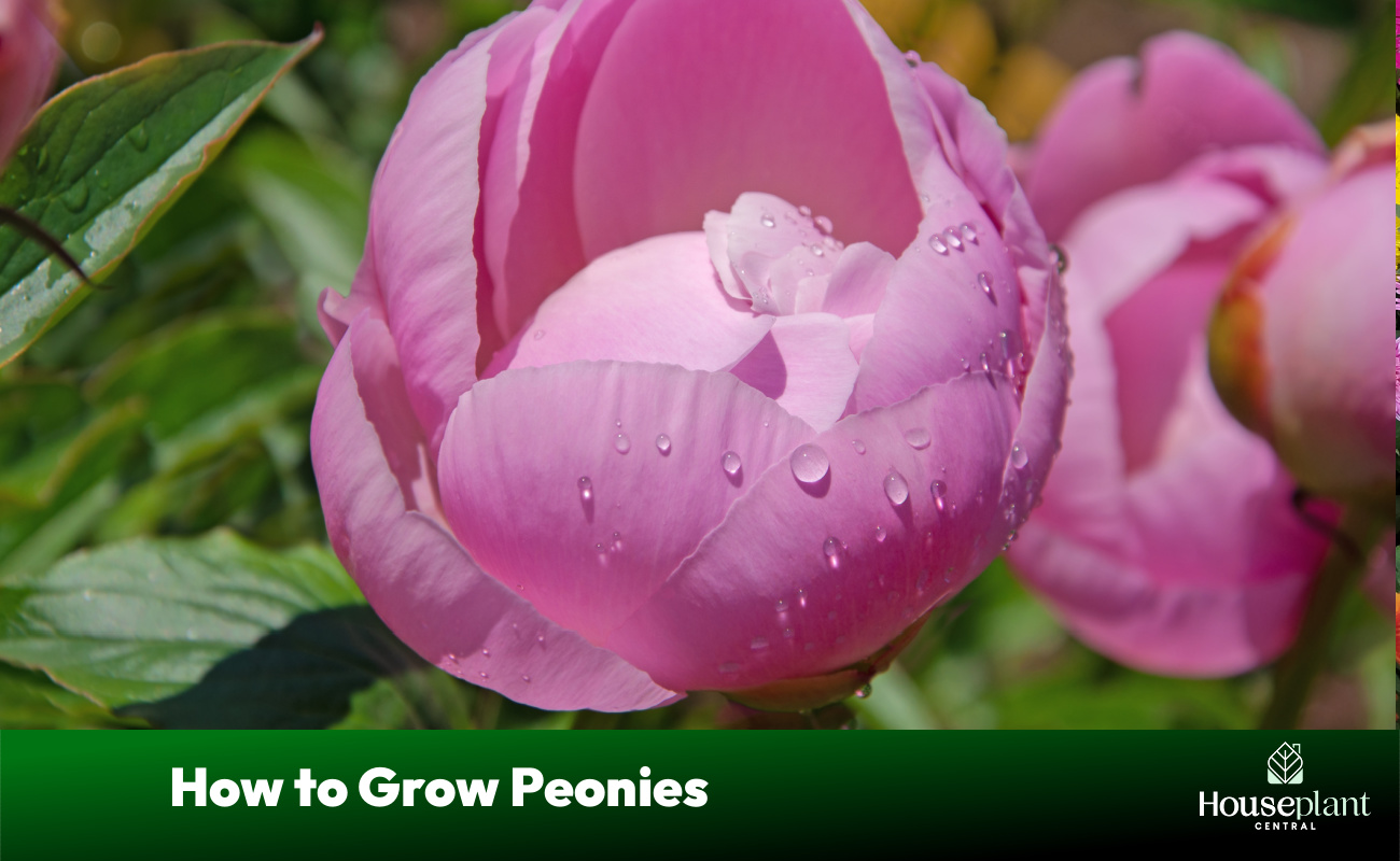 How to Grow Peonies