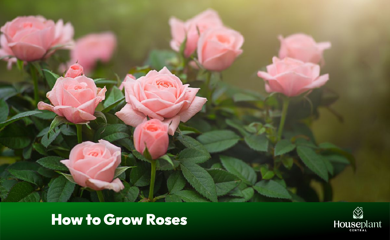 How Do You Grow Roses From Roses at Trisha Stetler blog