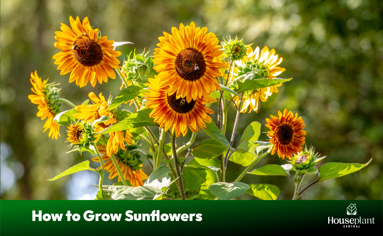 How to Grow Sunflowers