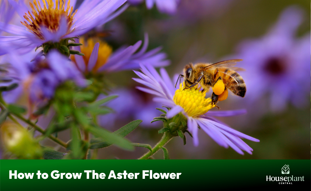 How to Grow The Aster Flower