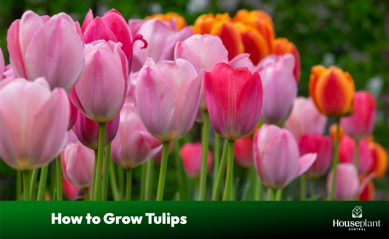 How to Grow Tulips