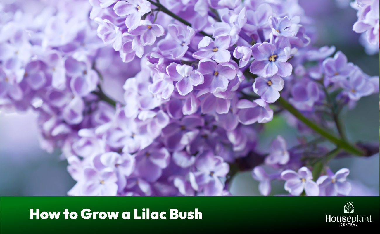 How to Grow a Lilac Bush