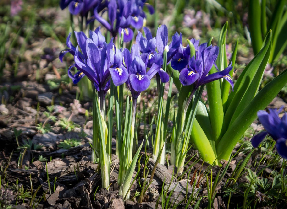 How to Plant Your Irises