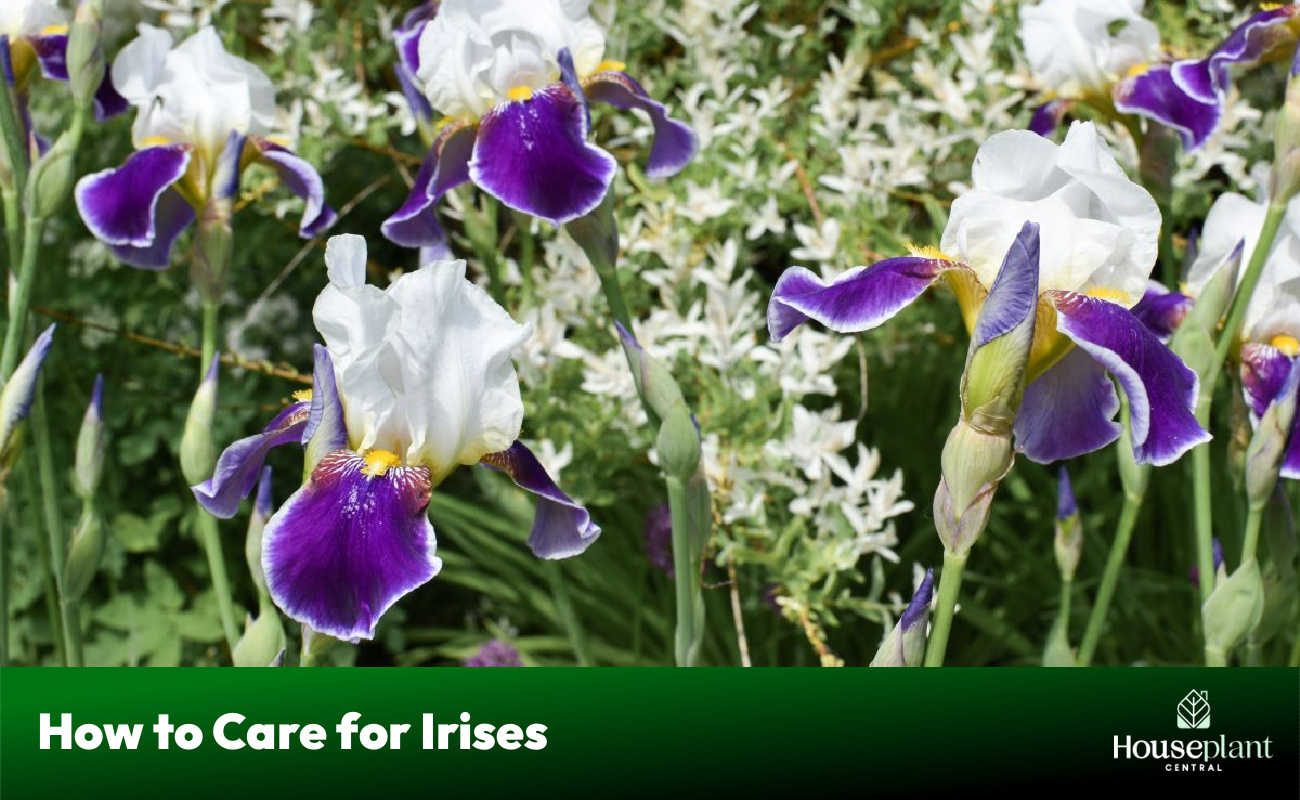 How to Care for Irises
