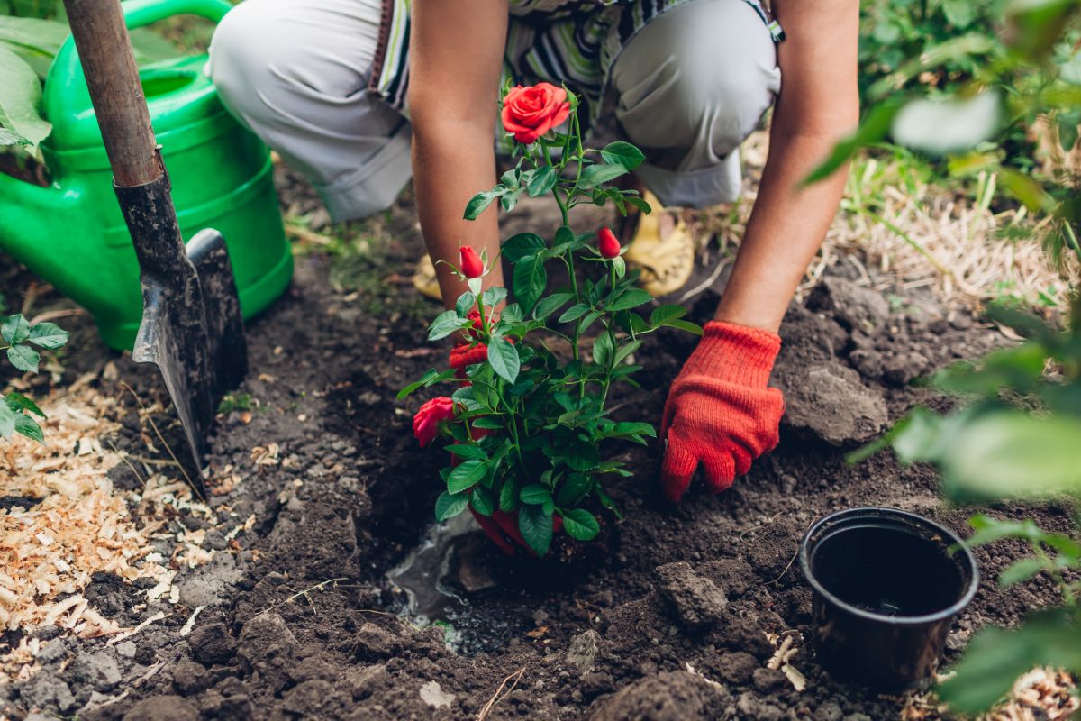 Planting Roses at the Right Time