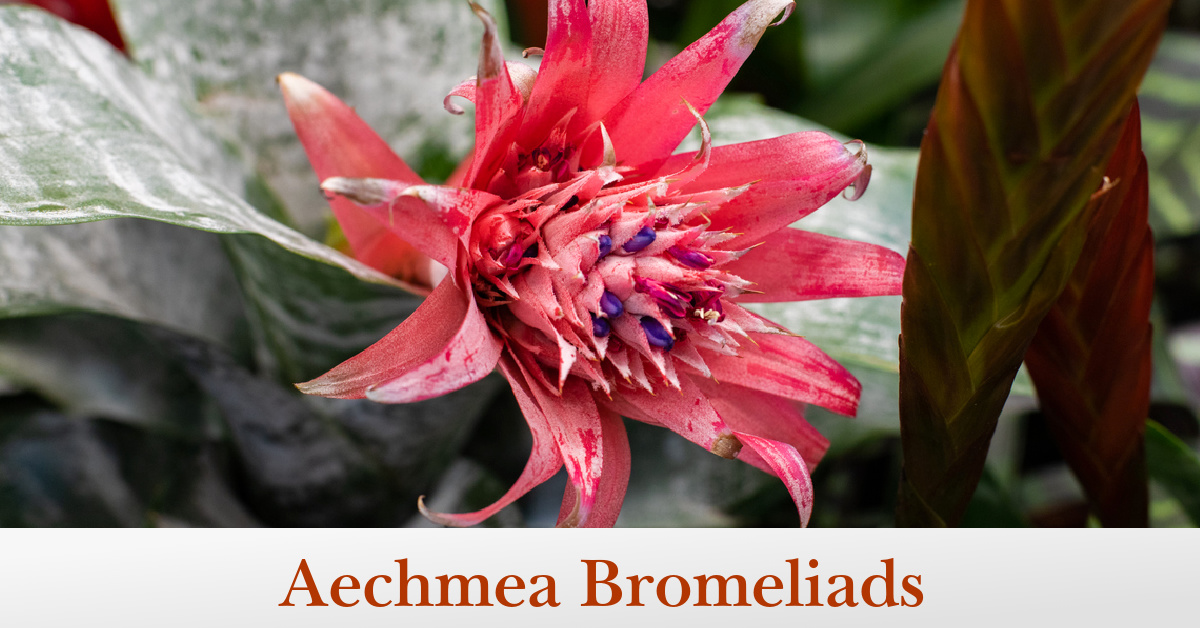Aechmea Bromeliads