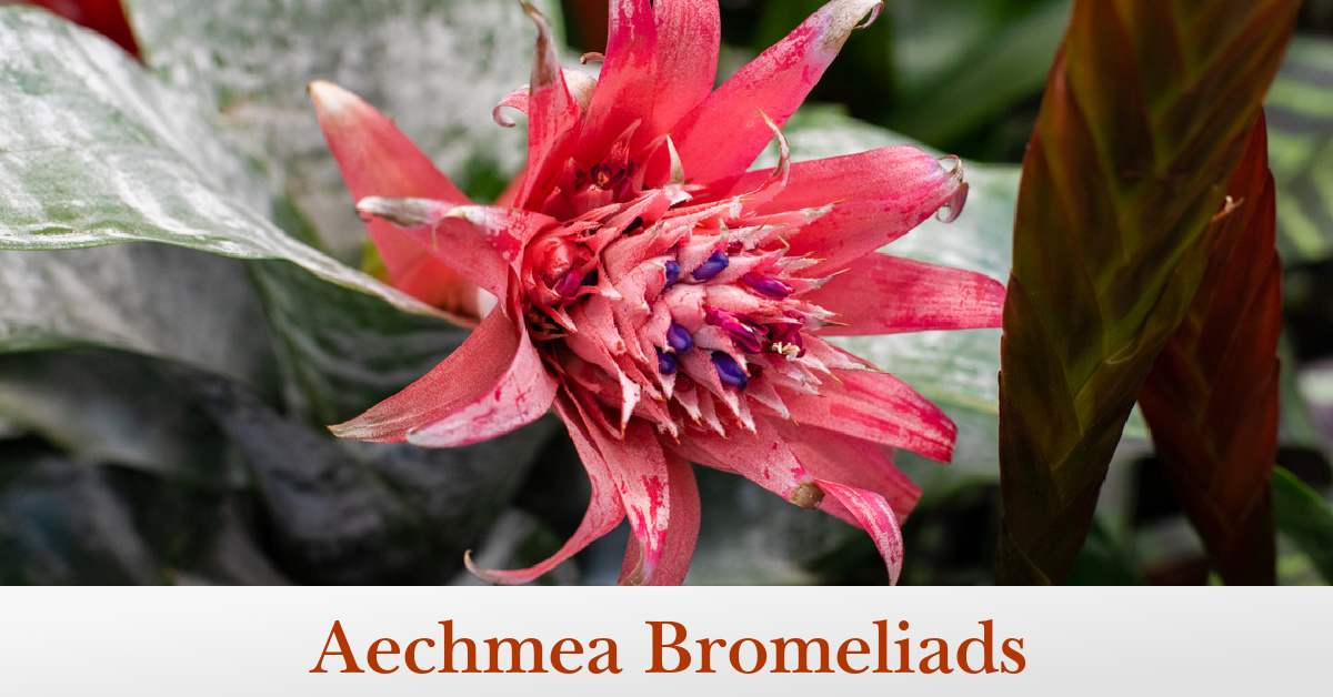 Aechmea Bromeliads: Growing and Caring for Urn Plants