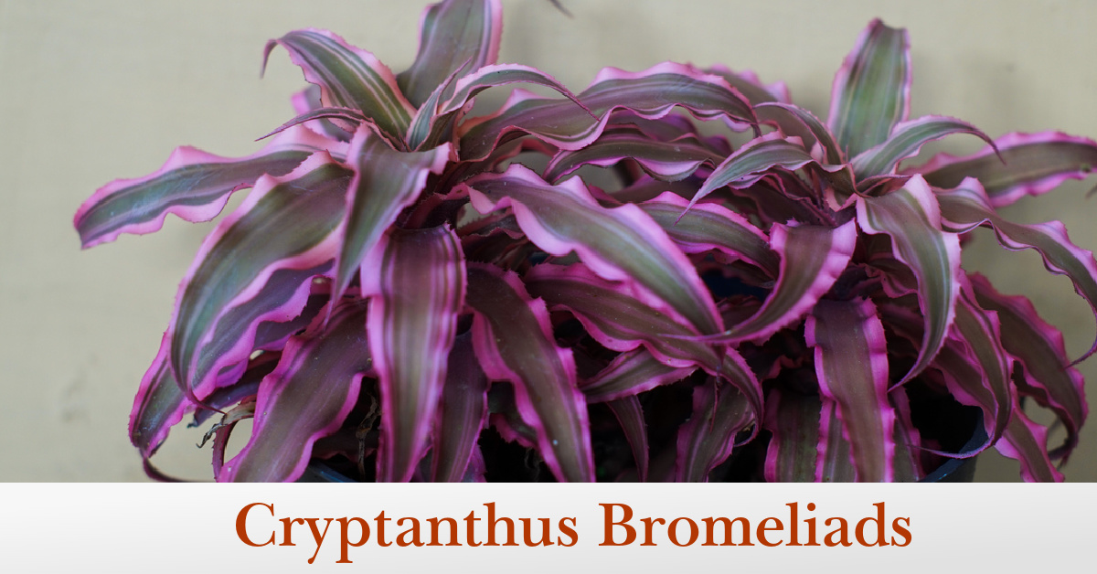 Cryptanthus Bromeliads