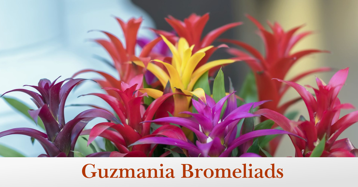 Guzmania Bromeliads