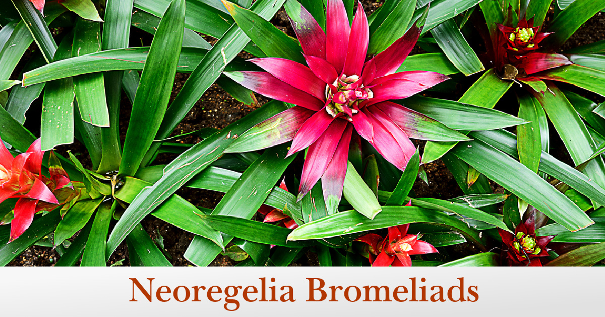 Neoregelia Bromeliads