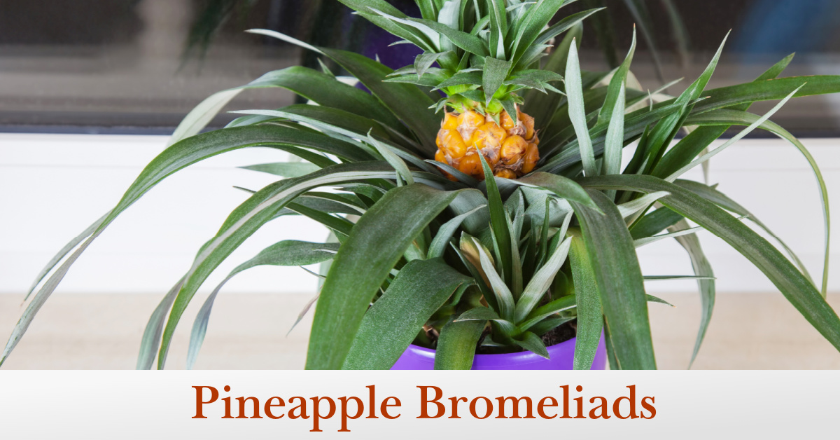 Growing Pineapple Bromeliads