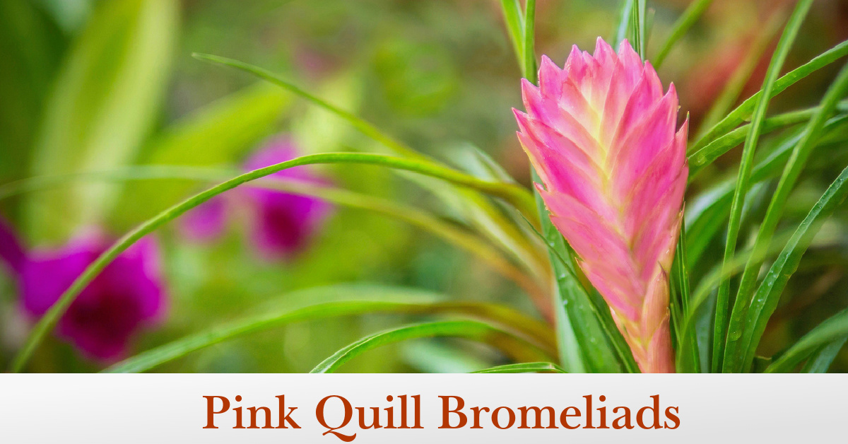Pink Quill Bromeliads