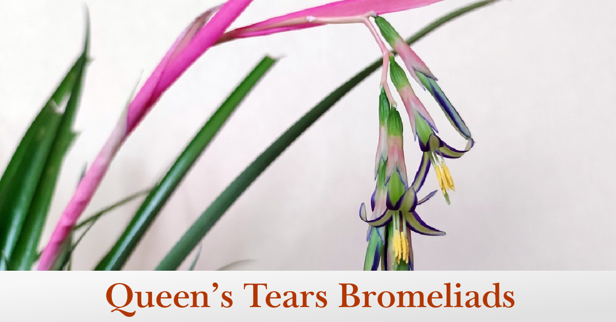 Care Queen’s Tears Bromeliads