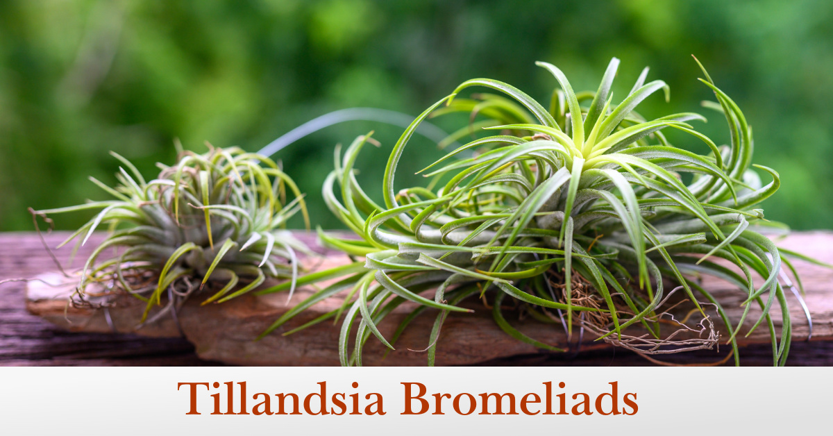 How to Grow and Care for Tillandsia Air Plants