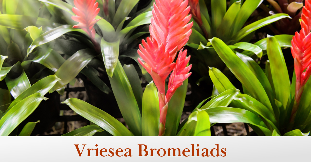 Vriesea Bromeliad: How to Grow and Care