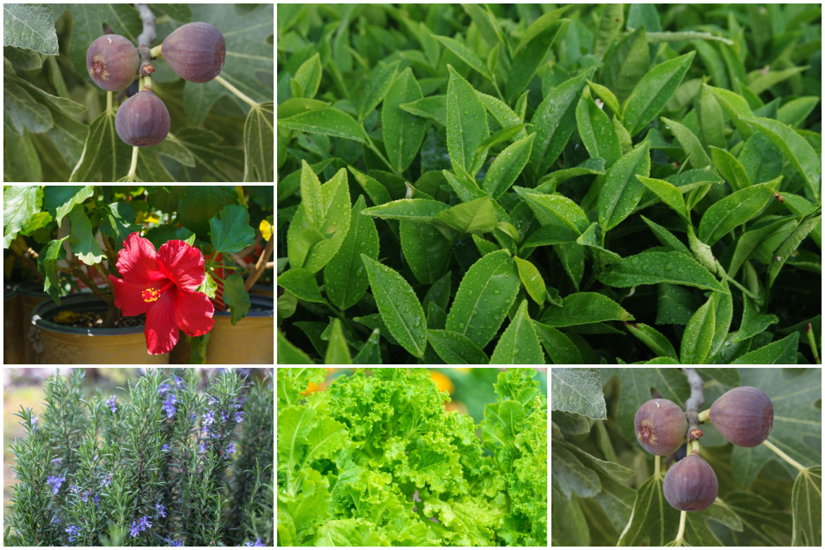 28 Edible Plants You Can Grow in Your Home