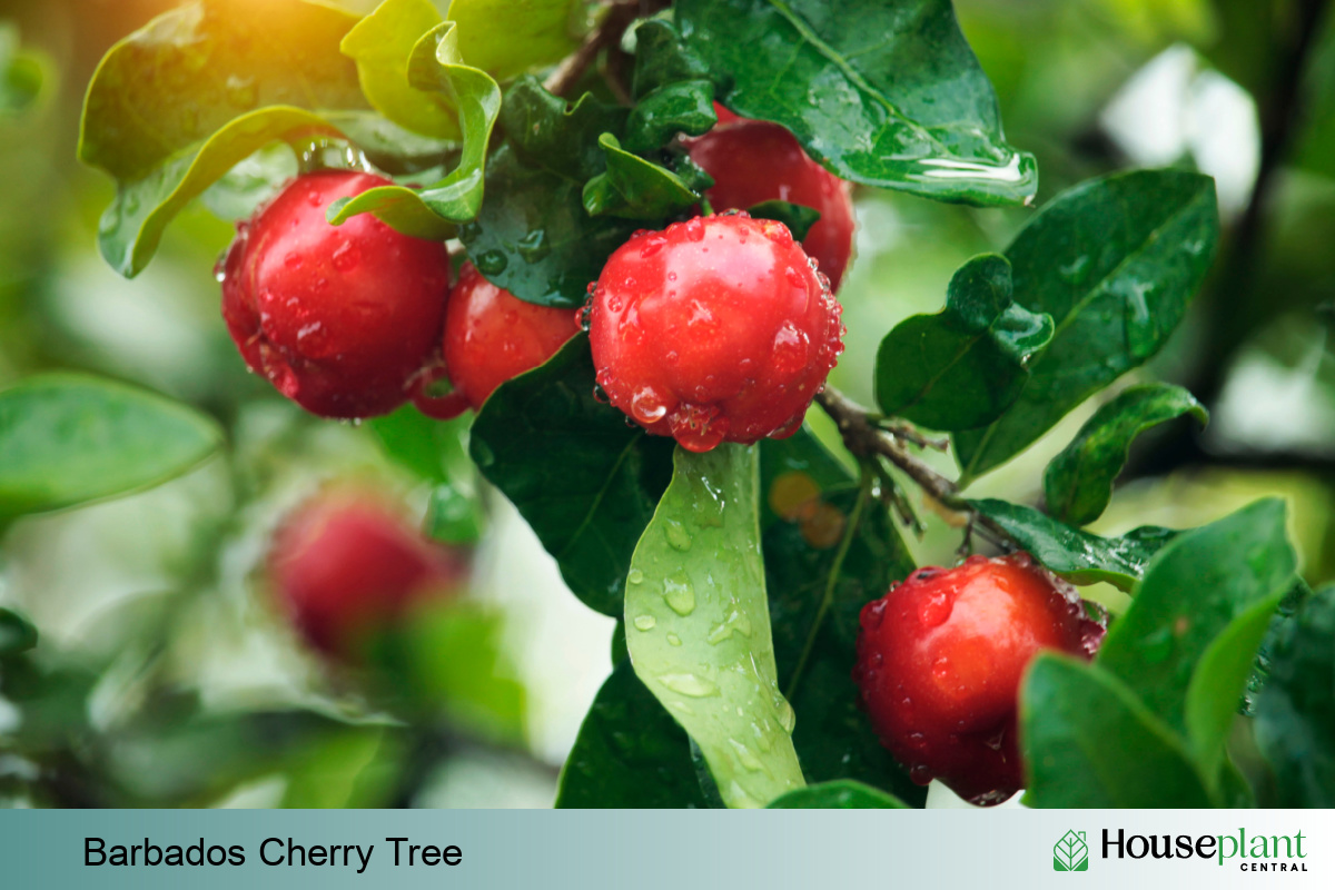 Barbados Cherry Tree