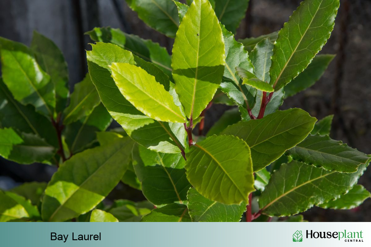 Bay Laurel