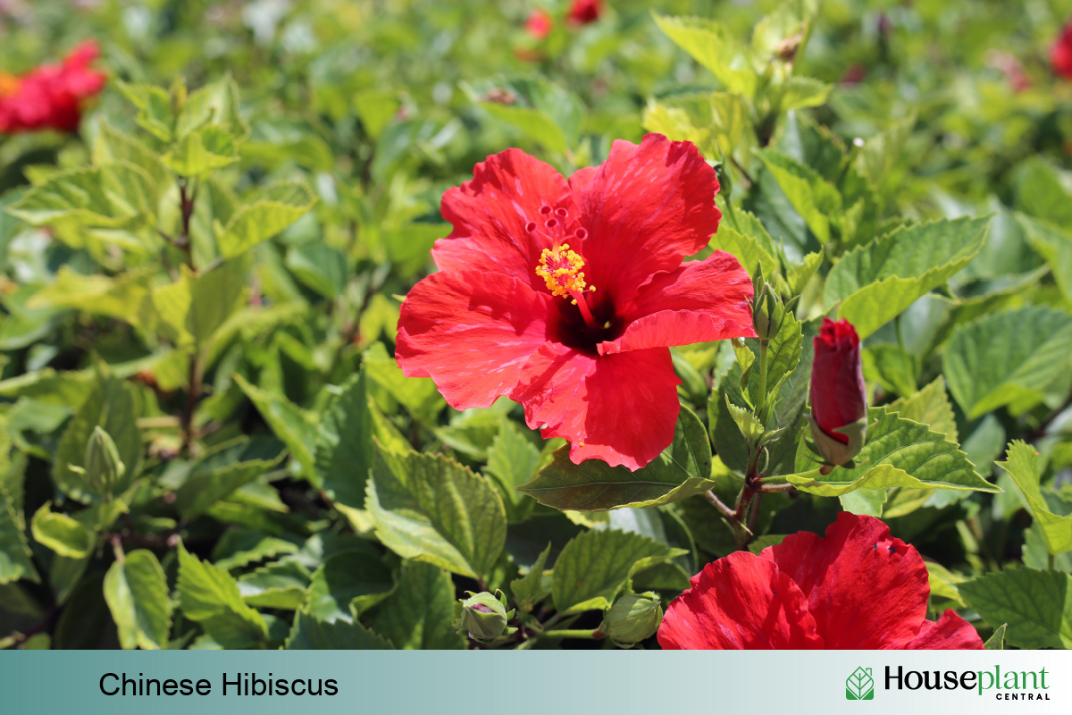 Chinese Hibiscus