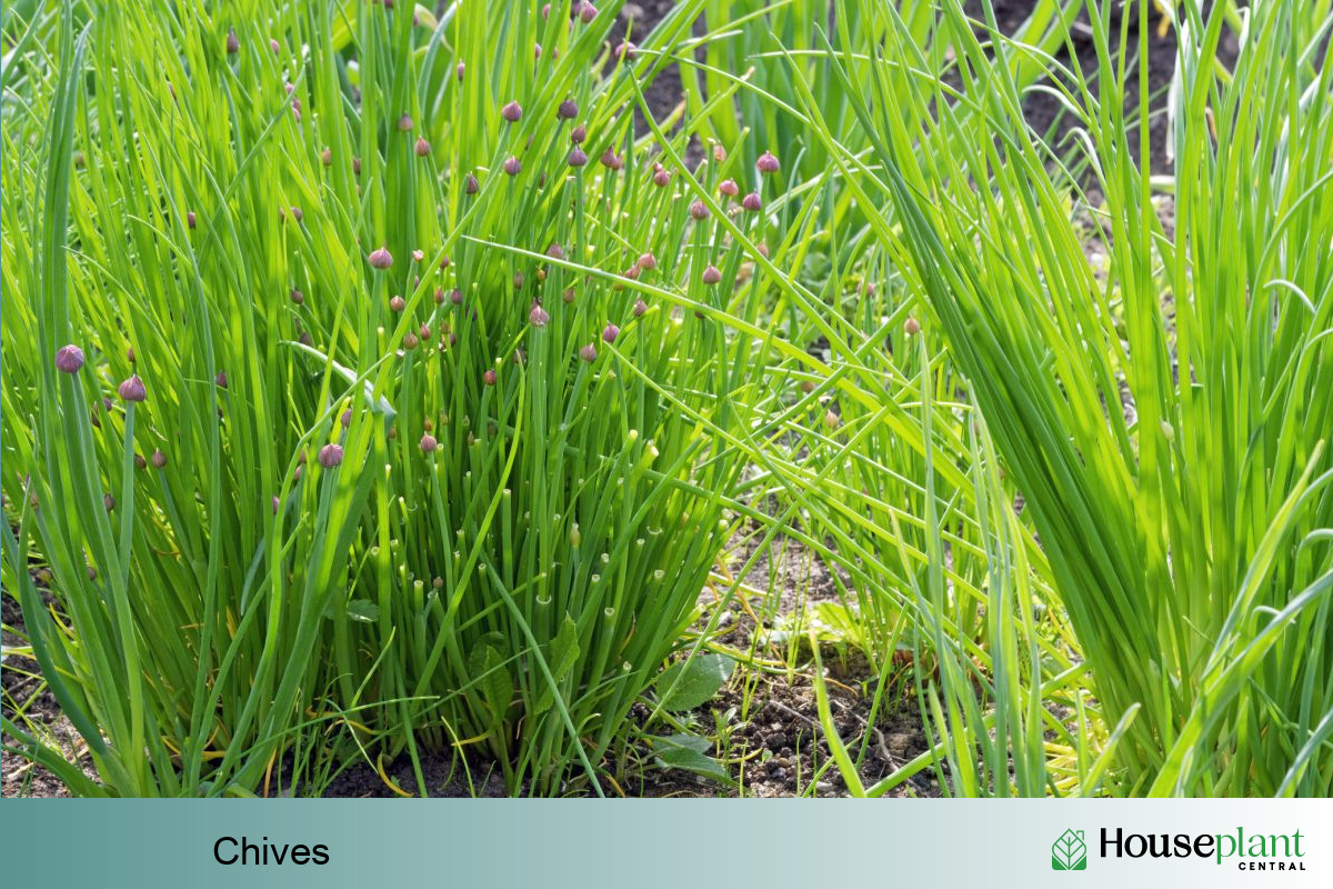 growing chives