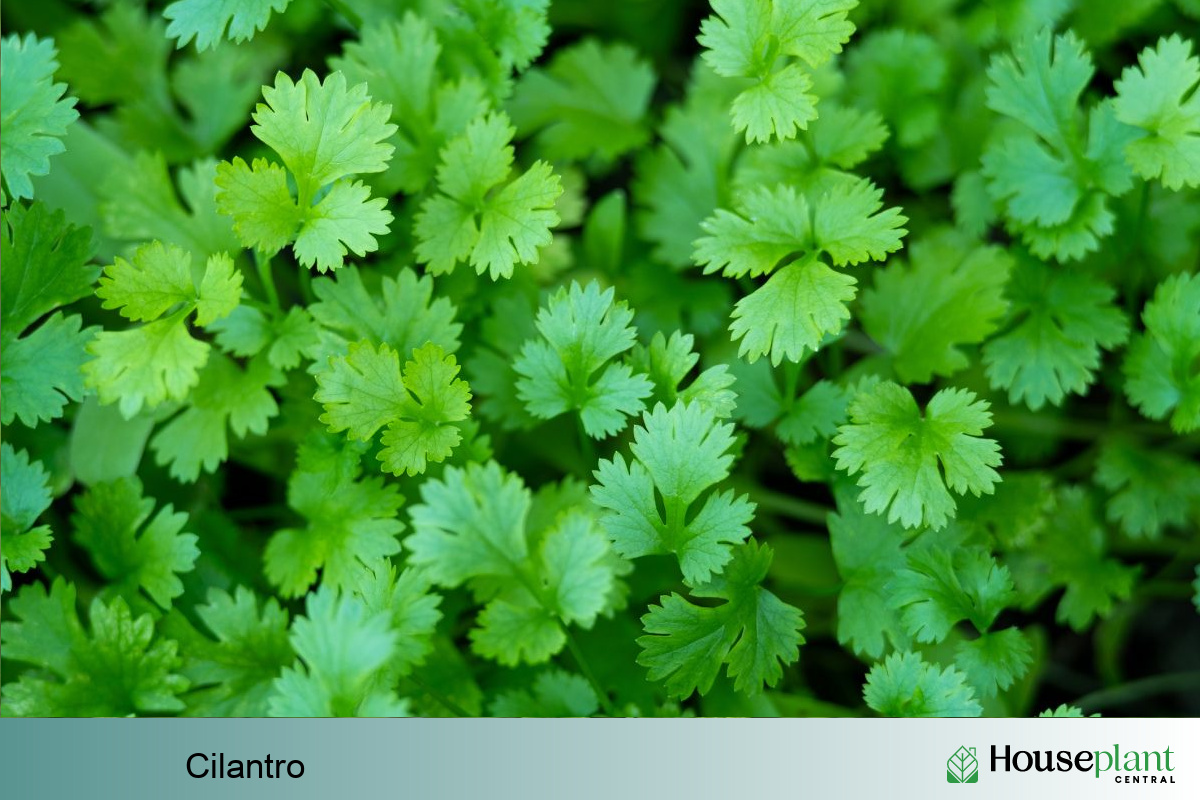 Cilantro