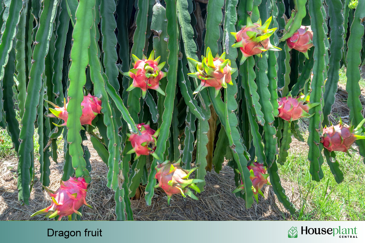 Growing Dragon Fruit Plant Indoor Growing Dragon Fruit Plant Indoor
