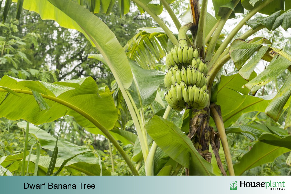 Dwarf Banana Tree