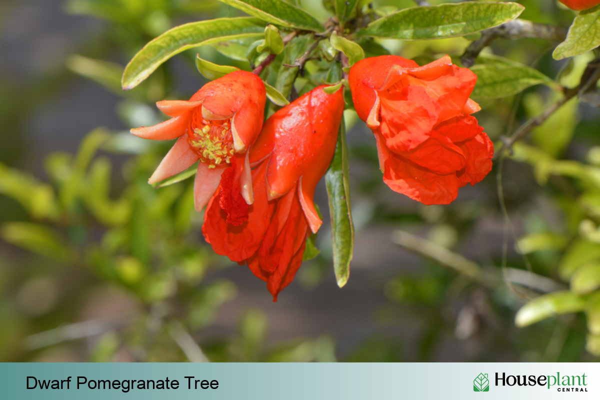 Dwarf Pomegranate Tree