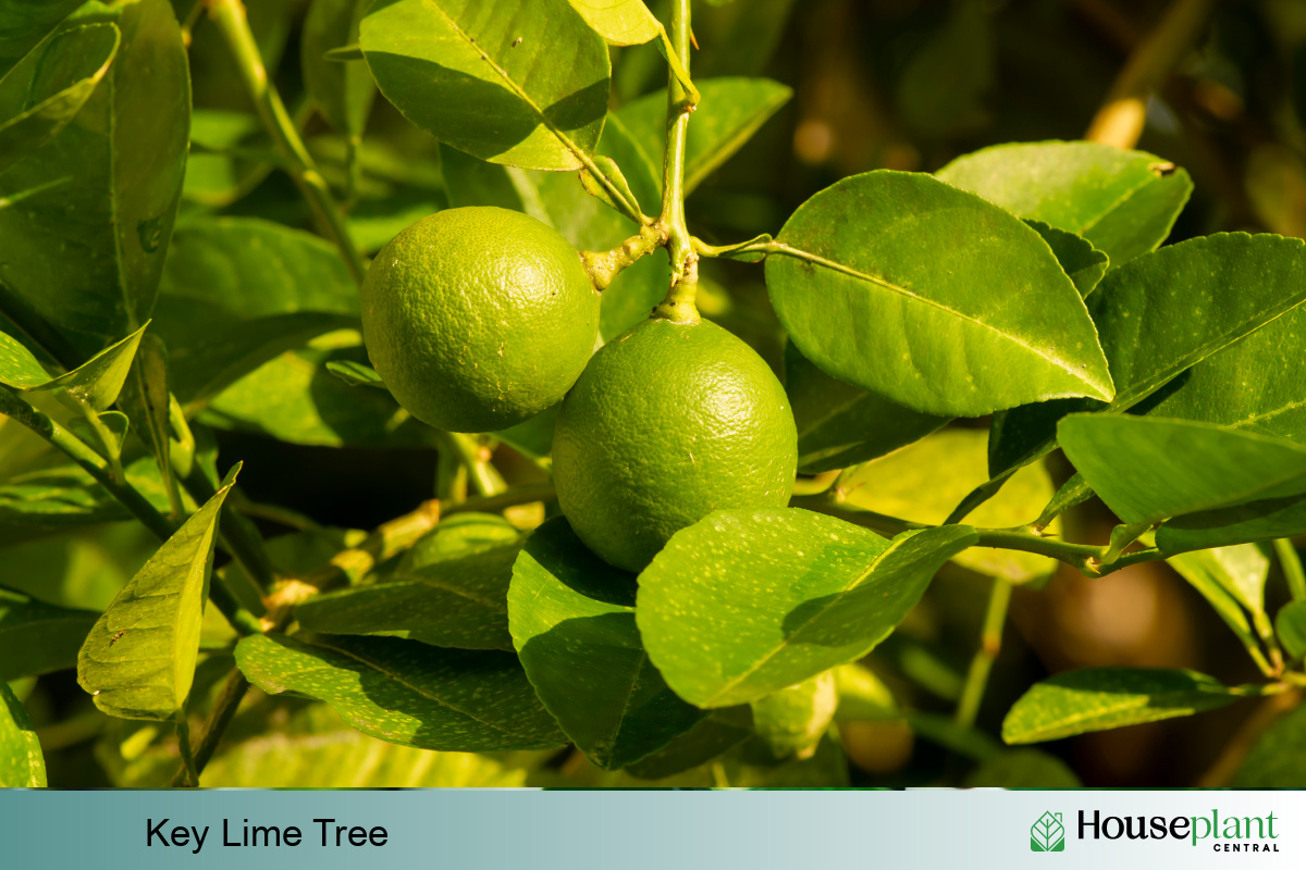 Dwarf Lime Tree