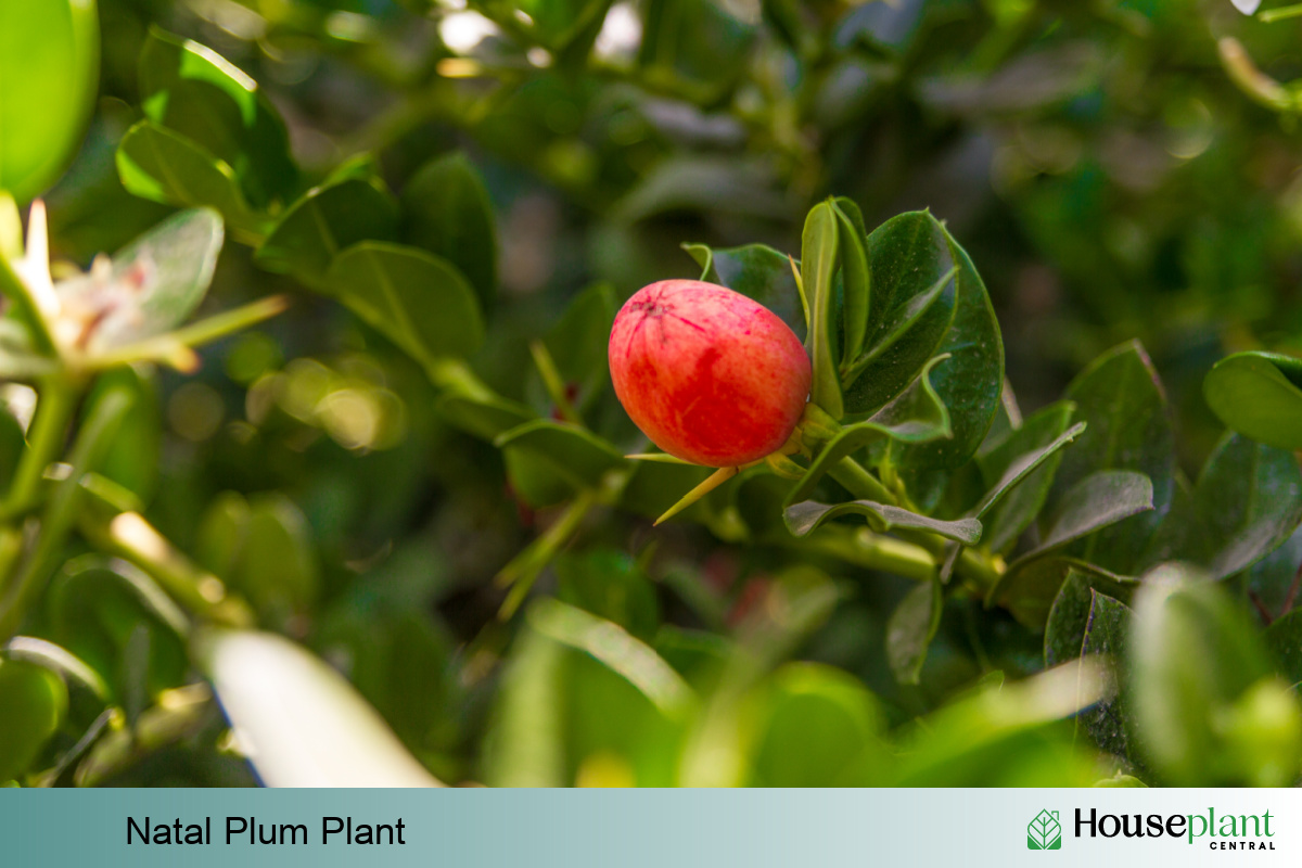 Natal Plum Plant