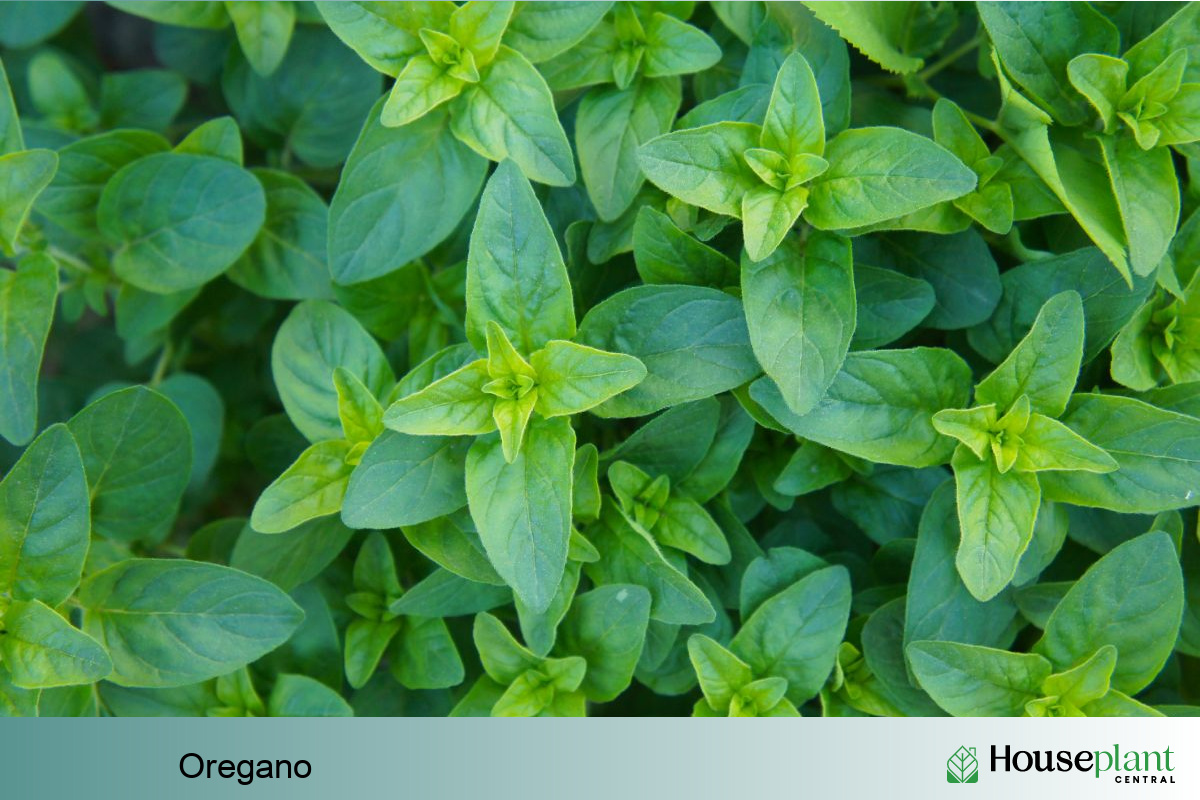 Oregano