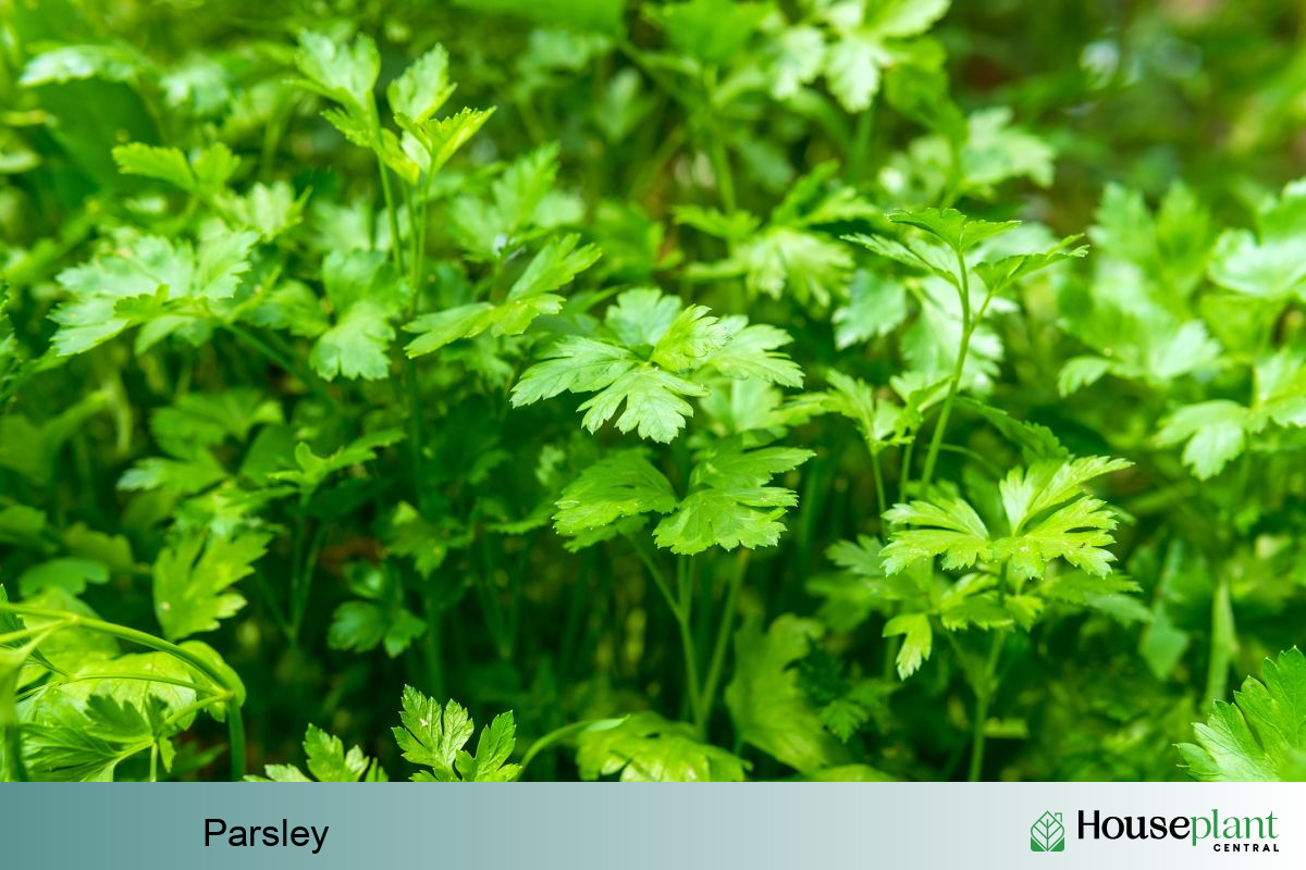 Parsley