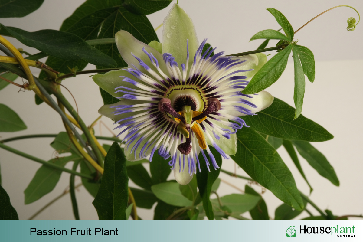 Passion Fruit Plant