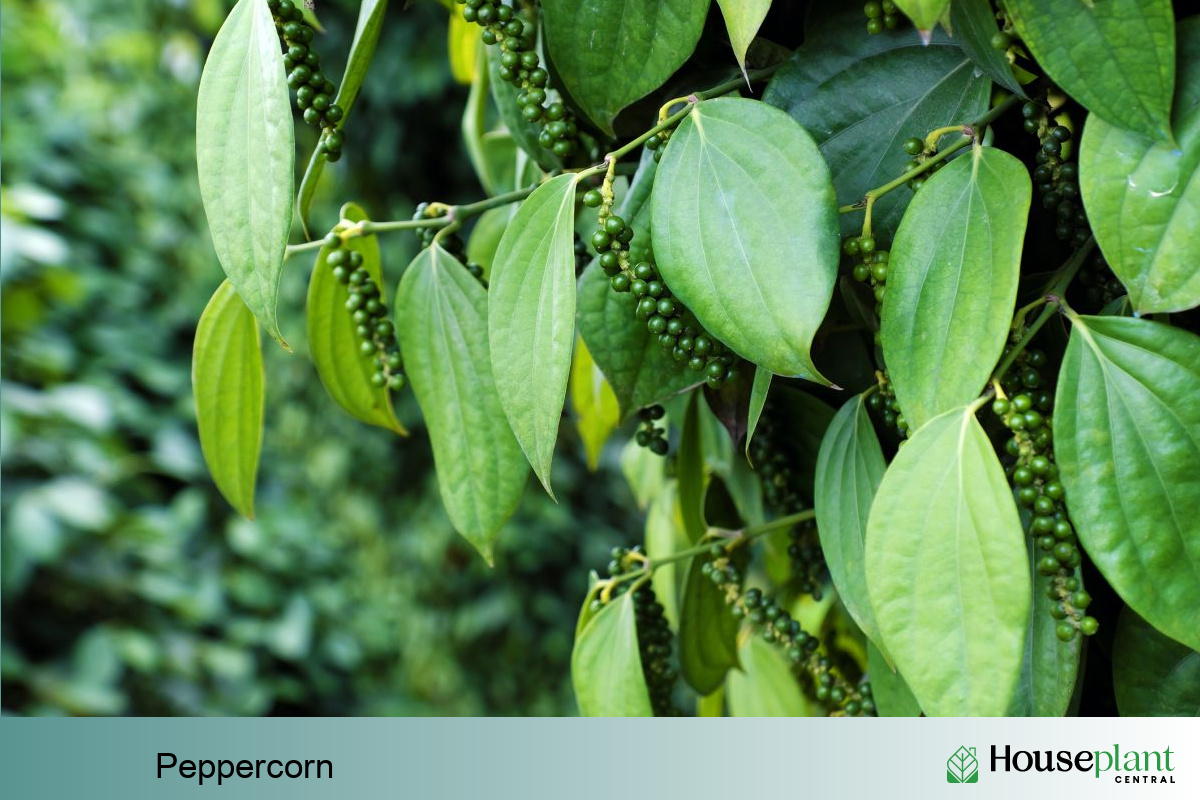 Grow Your Own Peppercorn Plant Indoors