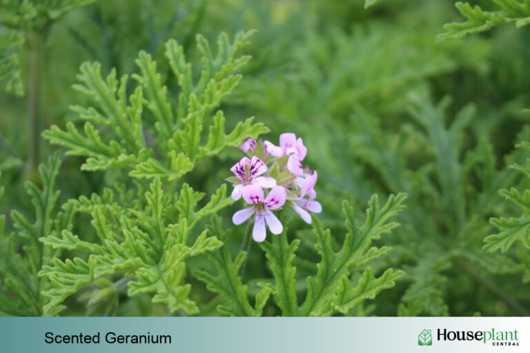 Scented Geranium Edible and Easy to Grow Indoors