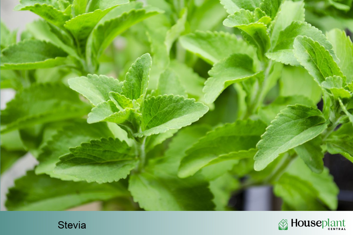 stevia plant care