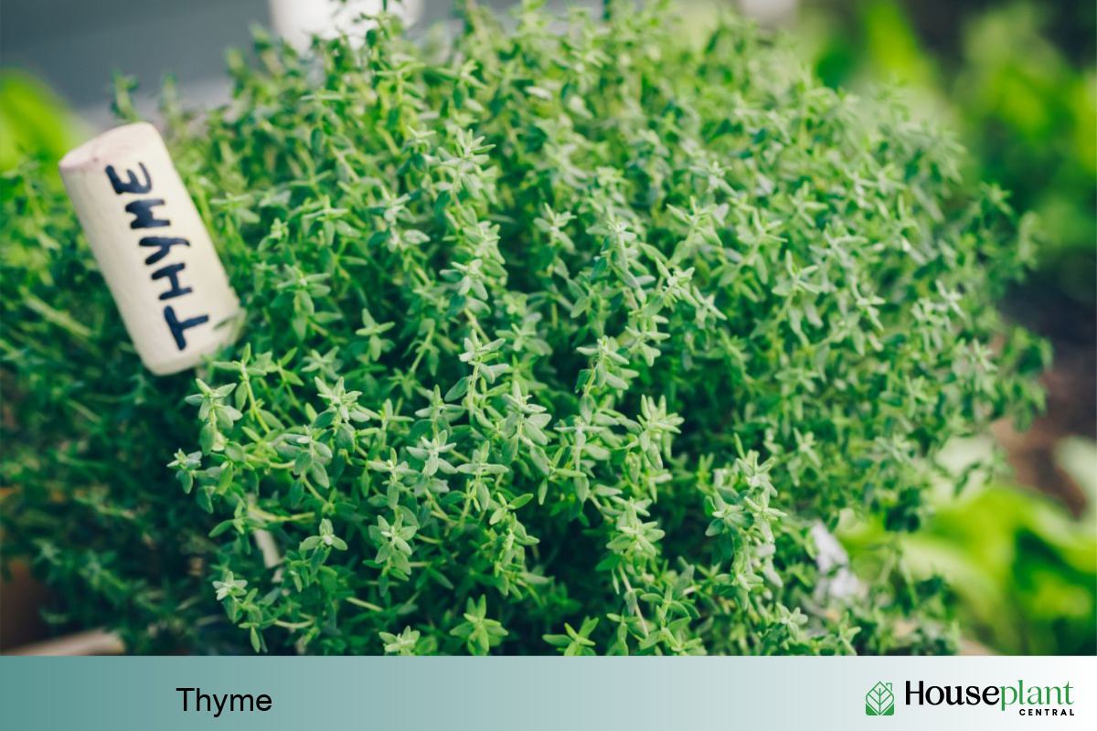 Thyme