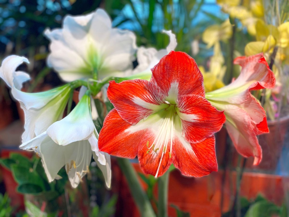 Amaryllis Flower Meaning By Color