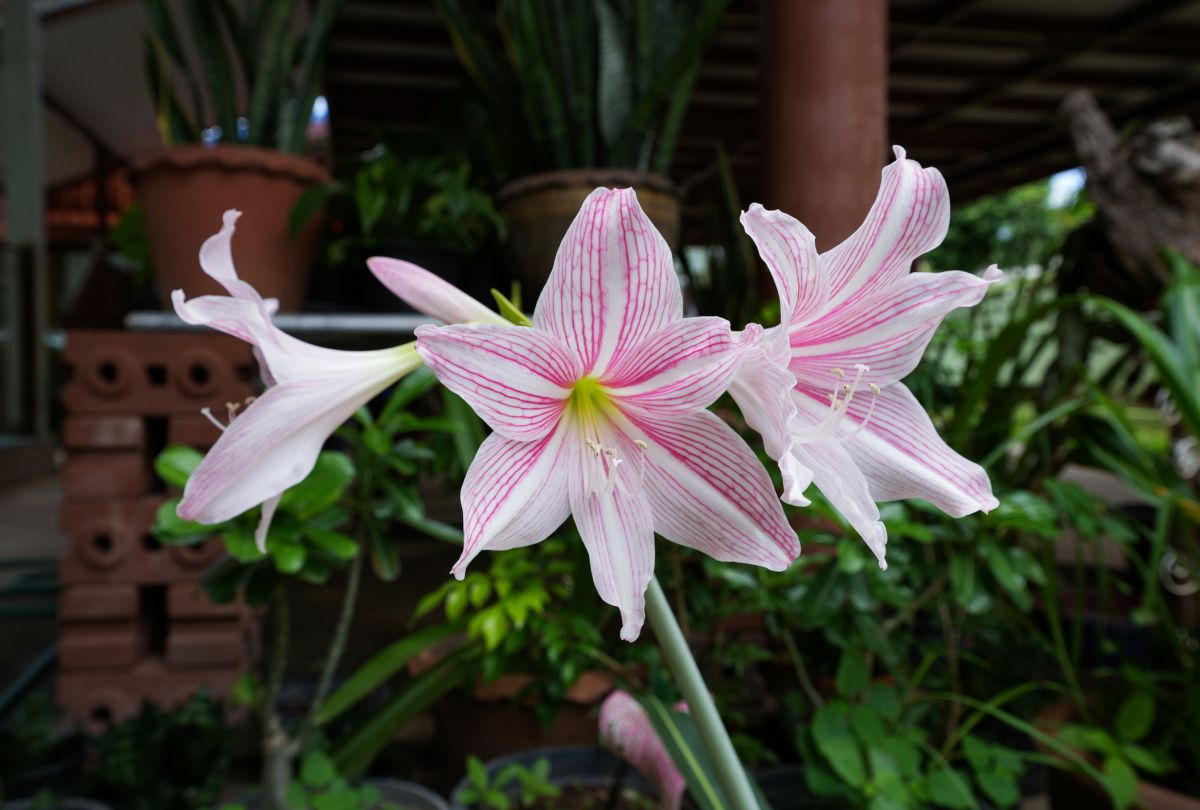 Amaryllis Meaning and Fun Facts