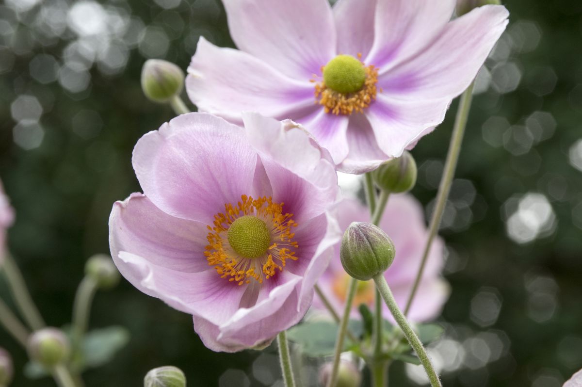Anemone Flower Meaning and Facts