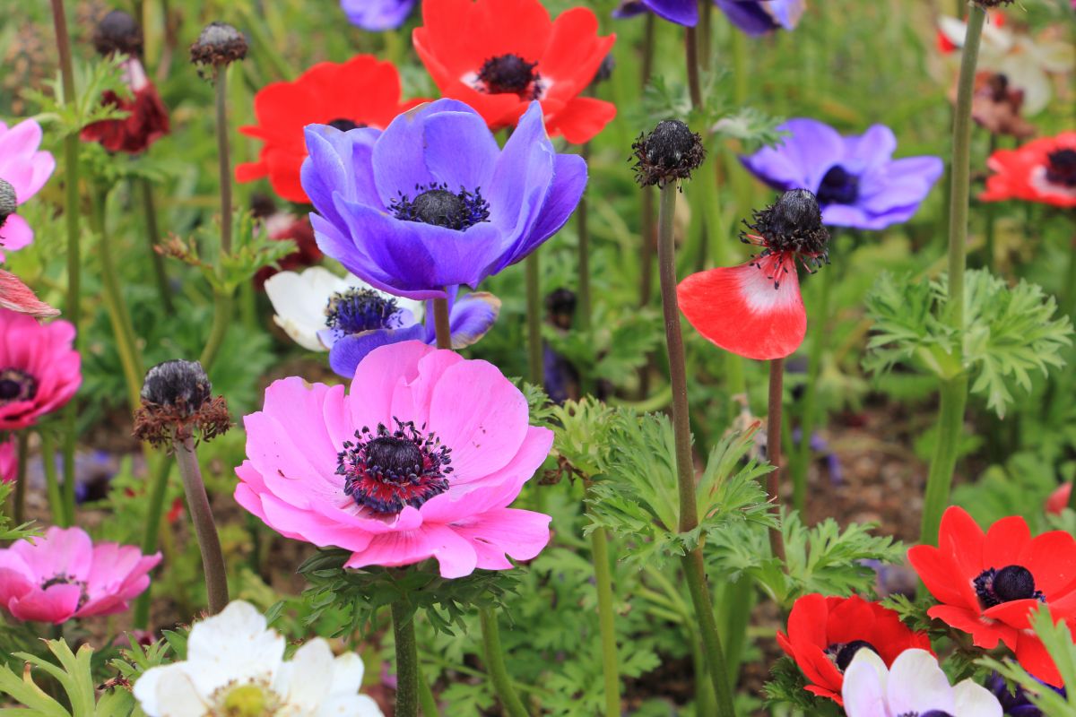 Anemone Flower Meanings By Color