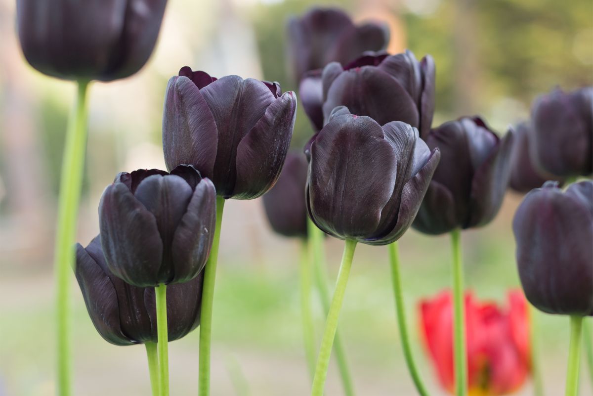 Black Flower Color Meanings
