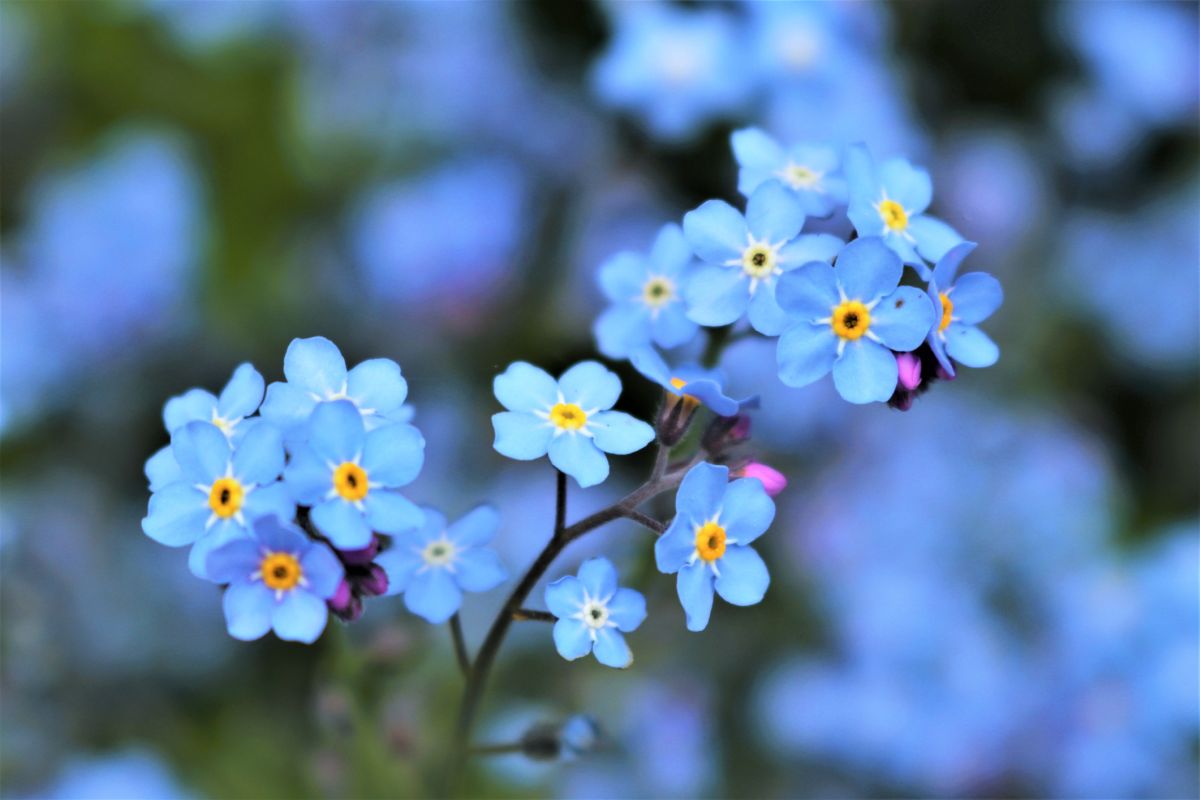 Blue Flower Color Meanings