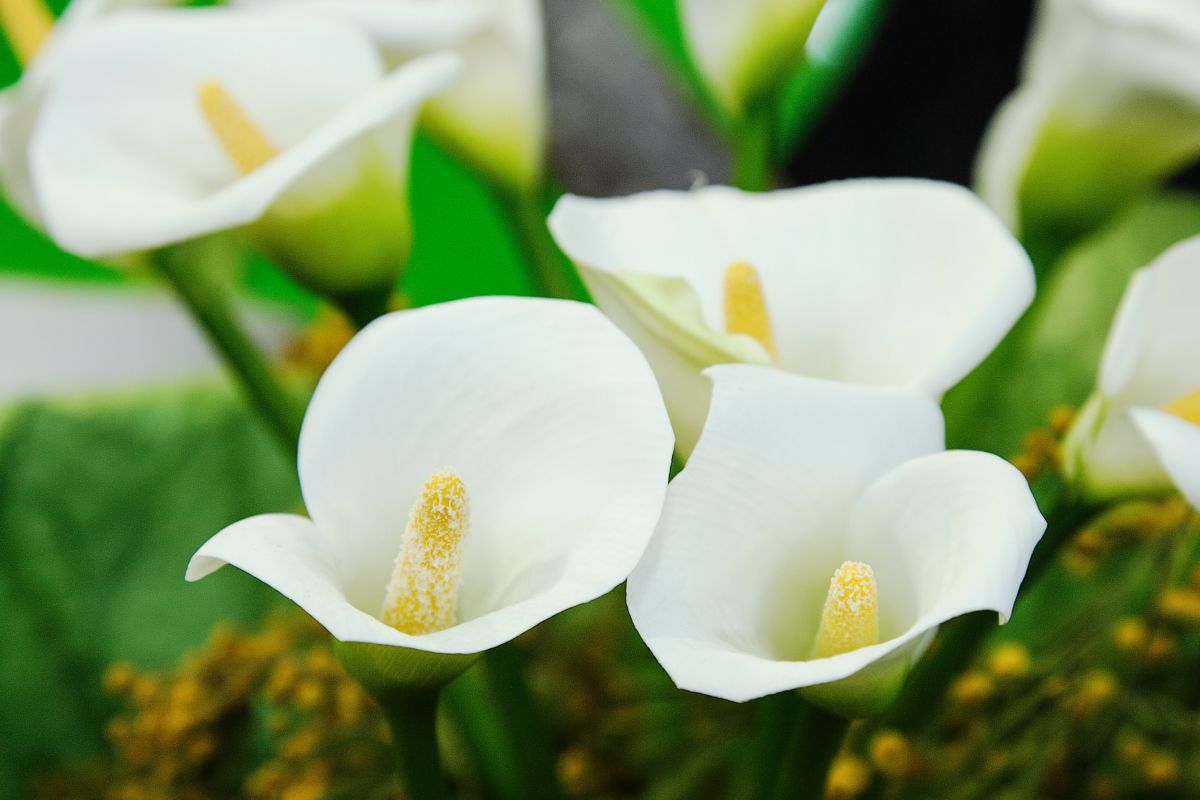 White calla lily plant