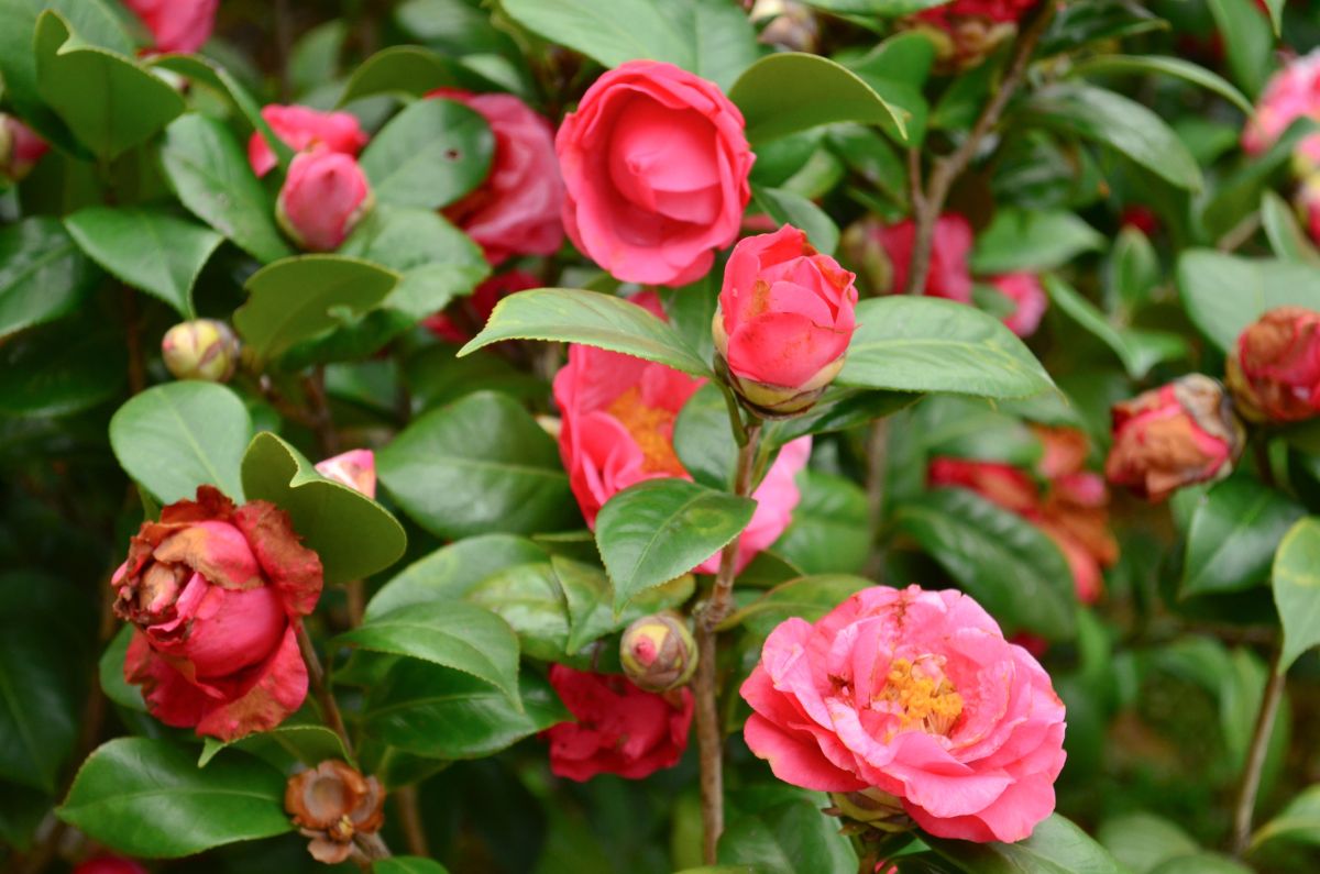 Camellia Symbolism Based on Flower Color