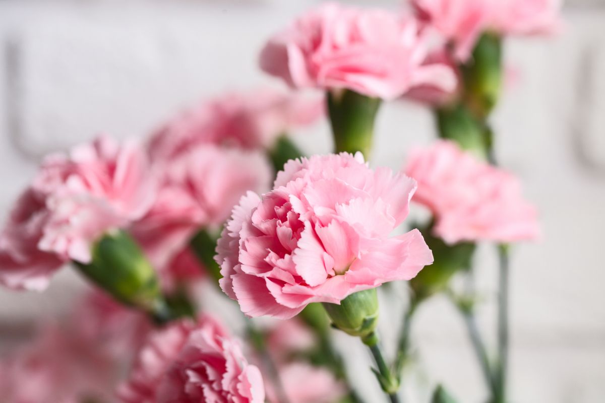 uses-of-carnation-flower-best-flower-site